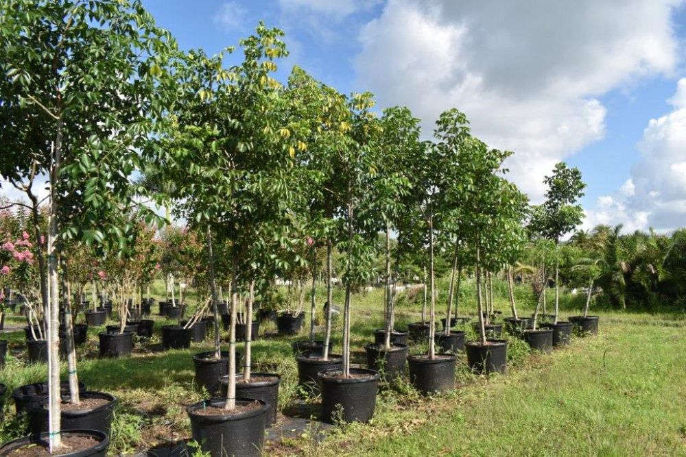 bursera-simaruba-gumbo-limbo