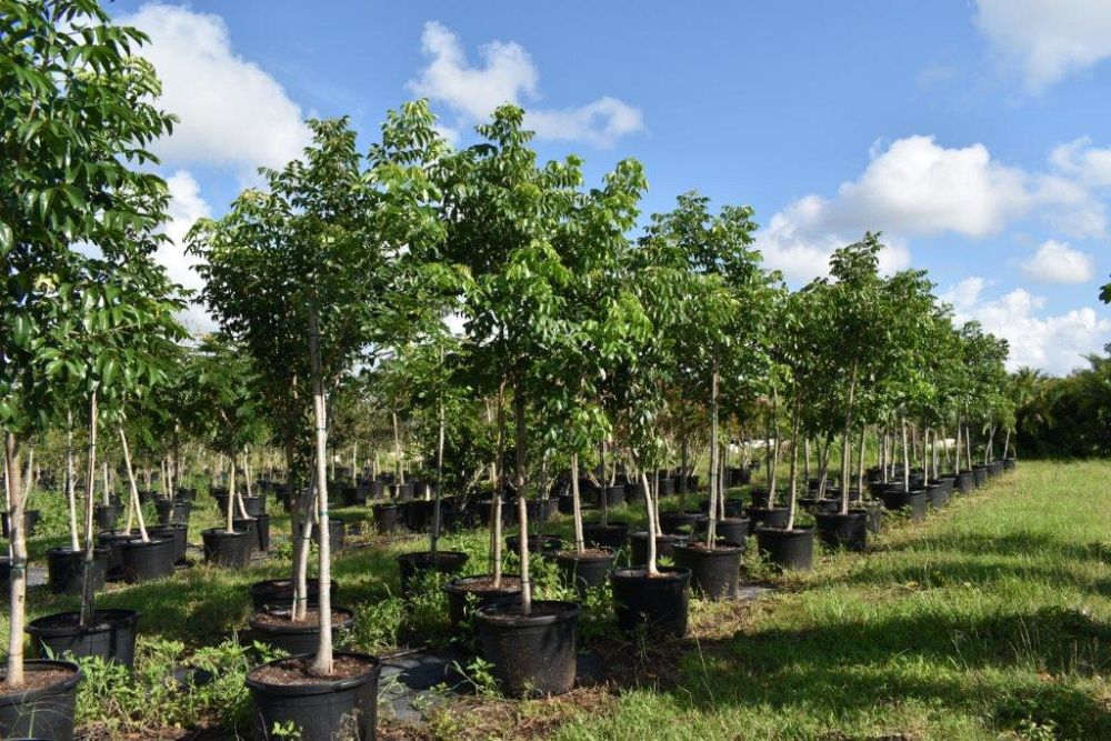 bursera-simaruba-gumbo-limbo