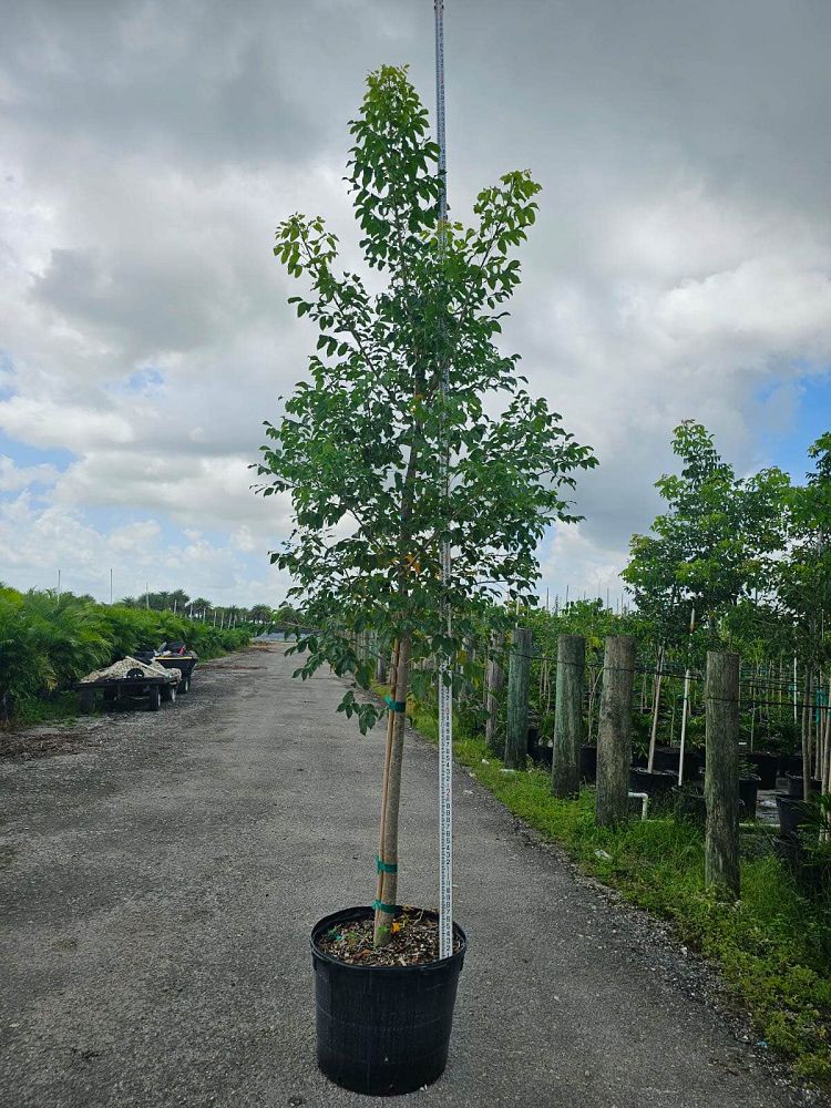 bursera-simaruba-gumbo-limbo