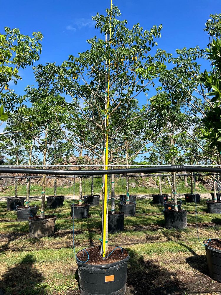 bursera-simaruba-gumbo-limbo