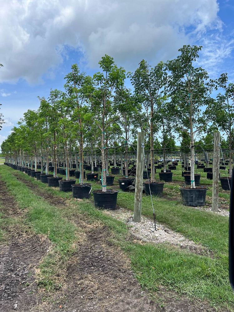 bursera-simaruba-gumbo-limbo