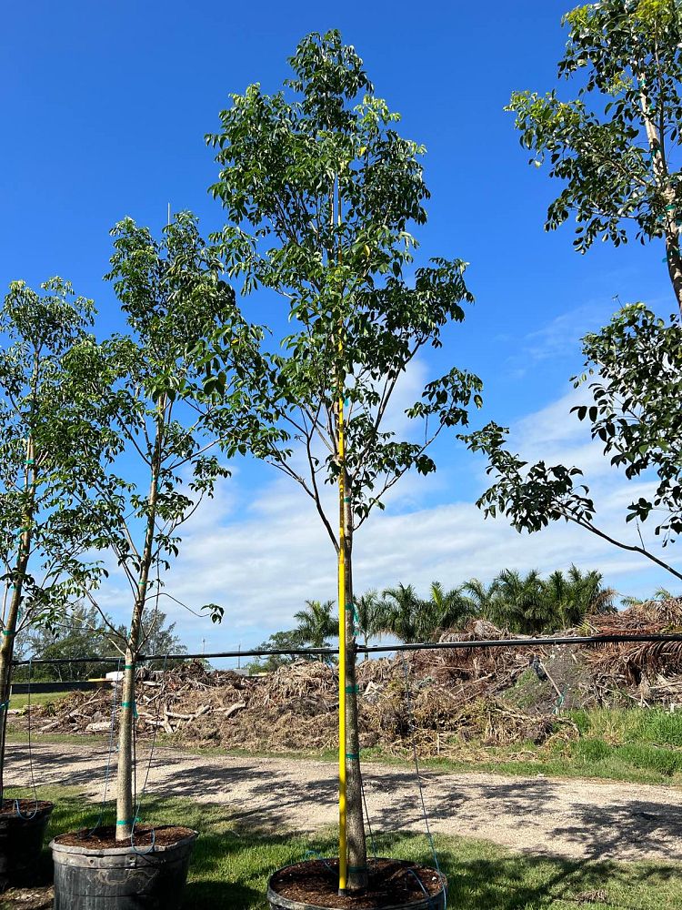 bursera-simaruba-gumbo-limbo