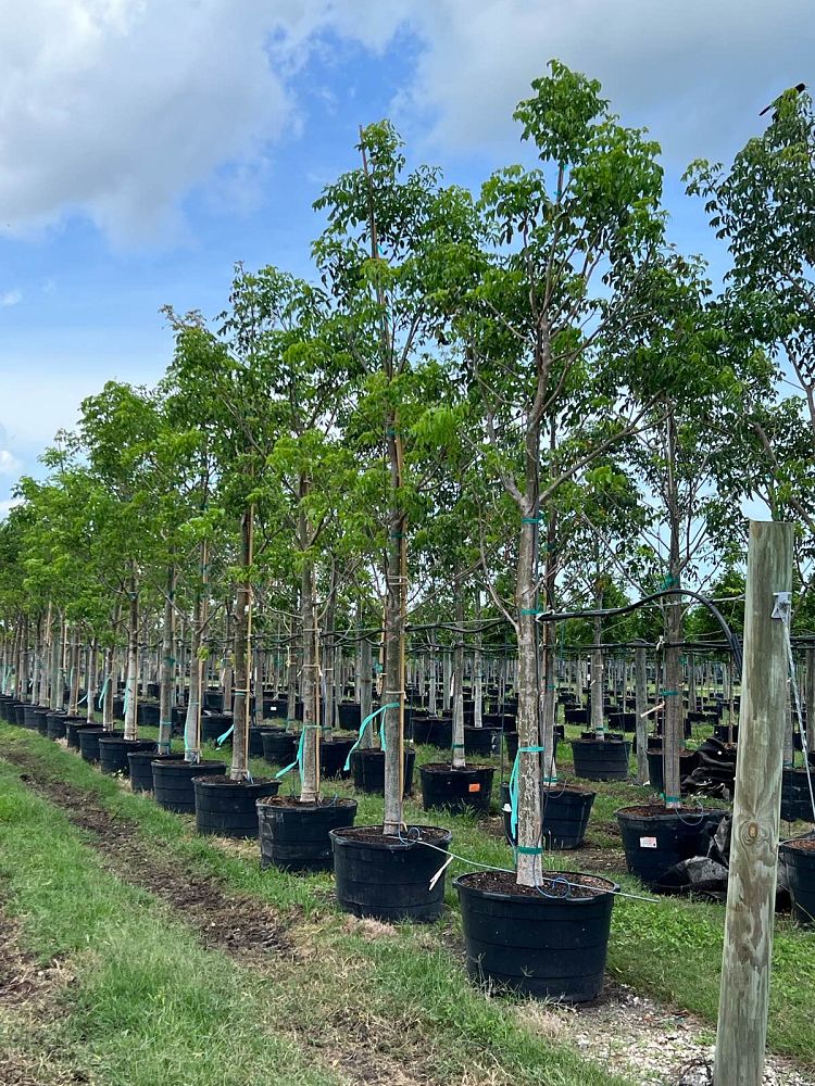 bursera-simaruba-gumbo-limbo