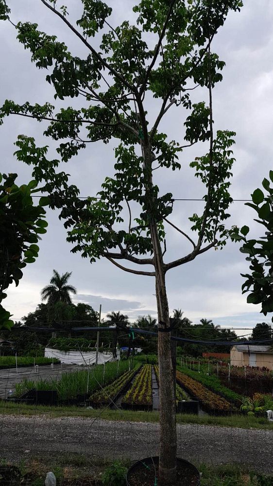 bursera-simaruba-gumbo-limbo