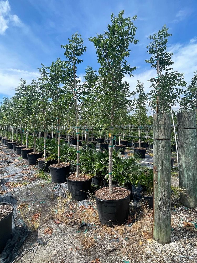 bursera-simaruba-gumbo-limbo