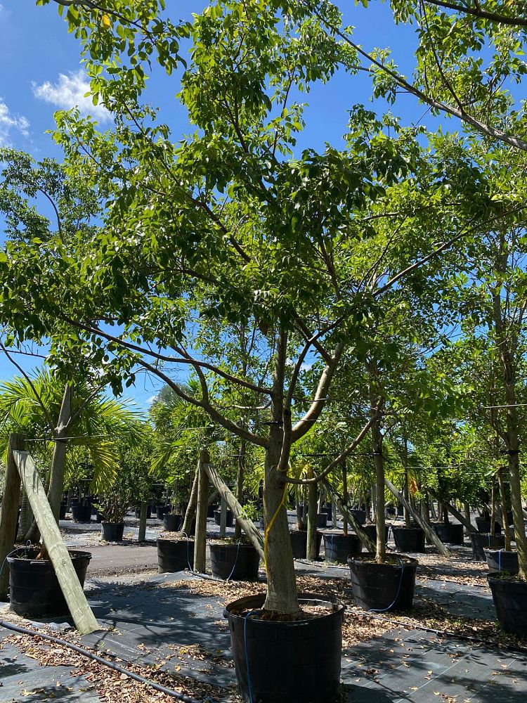 bursera-simaruba-gumbo-limbo