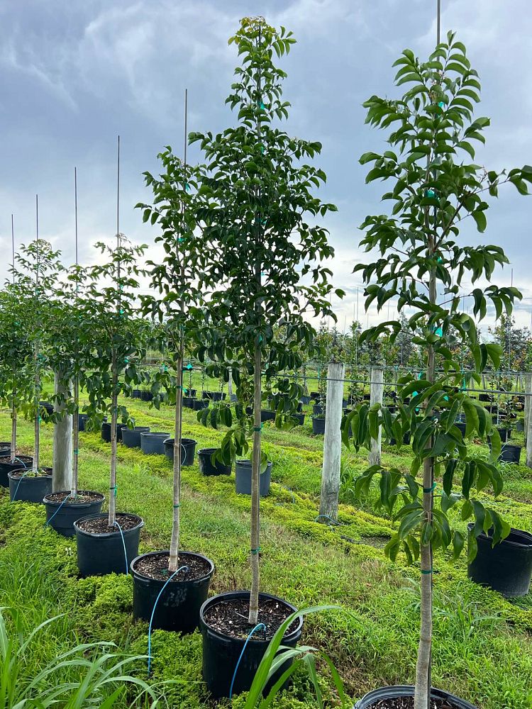 bursera-simaruba-gumbo-limbo