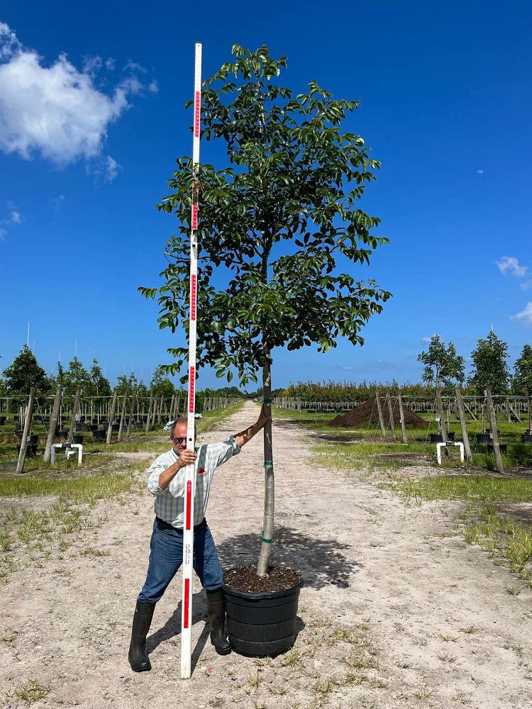 bursera-simaruba-gumbo-limbo
