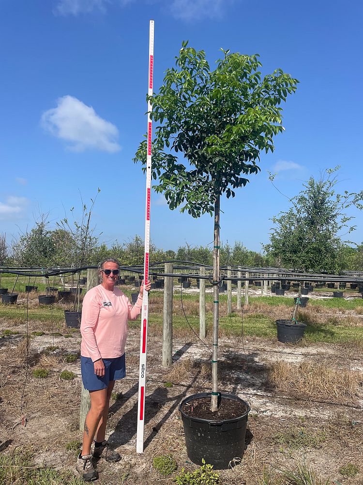 bursera-simaruba-gumbo-limbo
