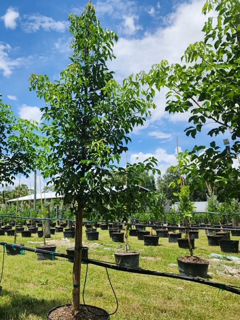 bursera-simaruba-gumbo-limbo