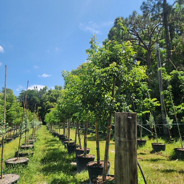 bursera-simaruba-gumbo-limbo