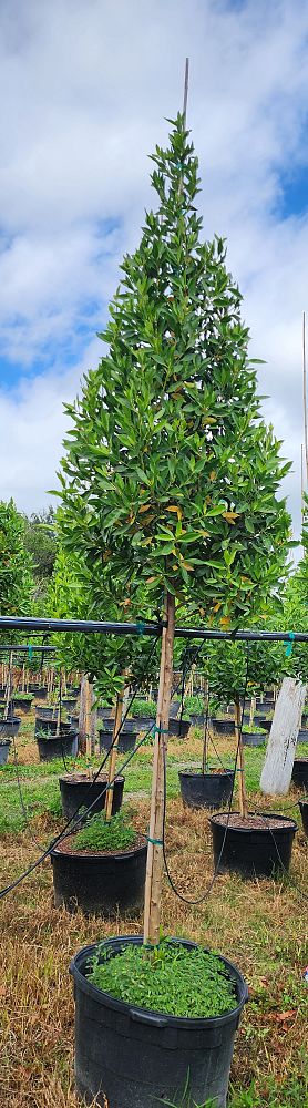 bursera-simaruba-gumbo-limbo