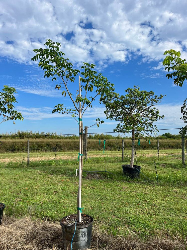 bursera-simaruba-gumbo-limbo