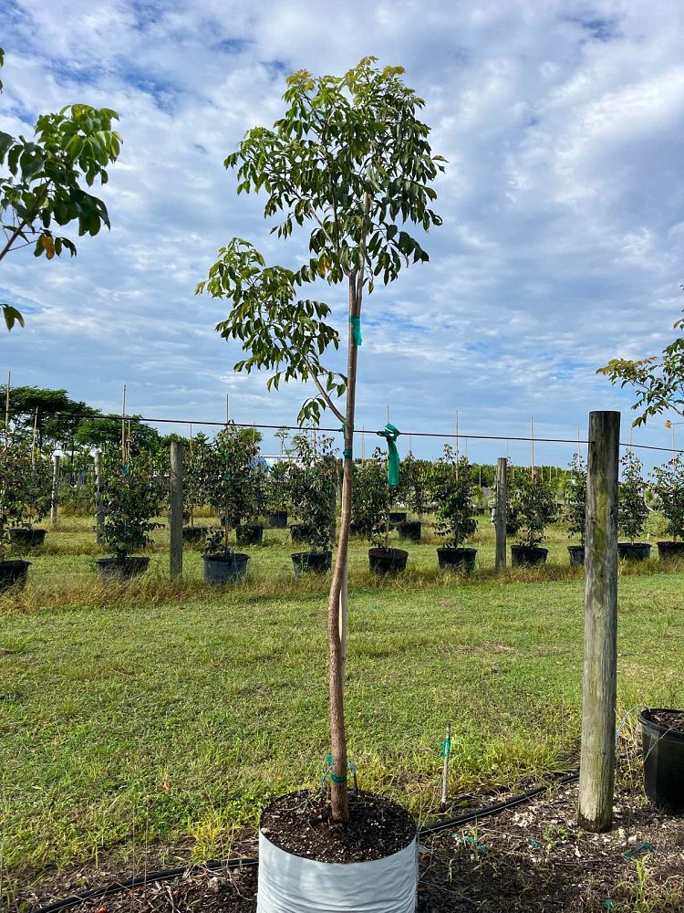 bursera-simaruba-gumbo-limbo