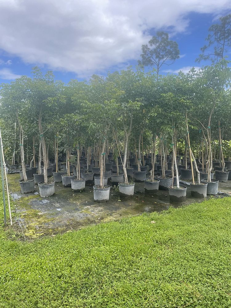 bursera-simaruba-gumbo-limbo