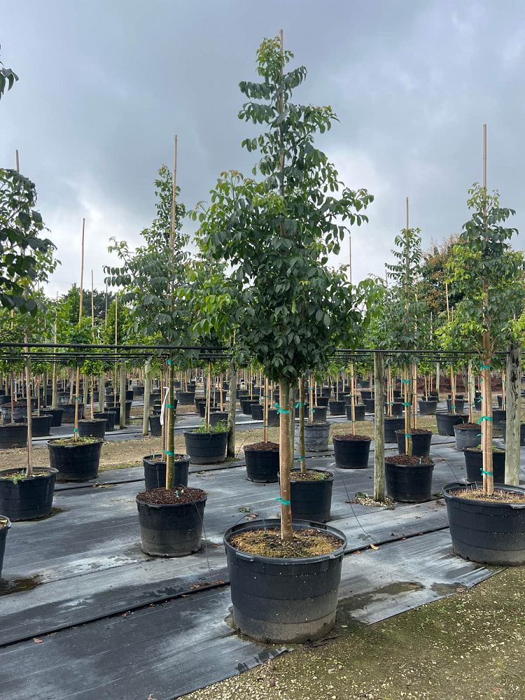 bursera-simaruba-gumbo-limbo