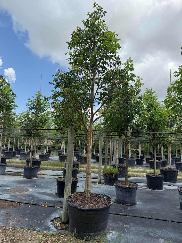 bursera-simaruba-gumbo-limbo