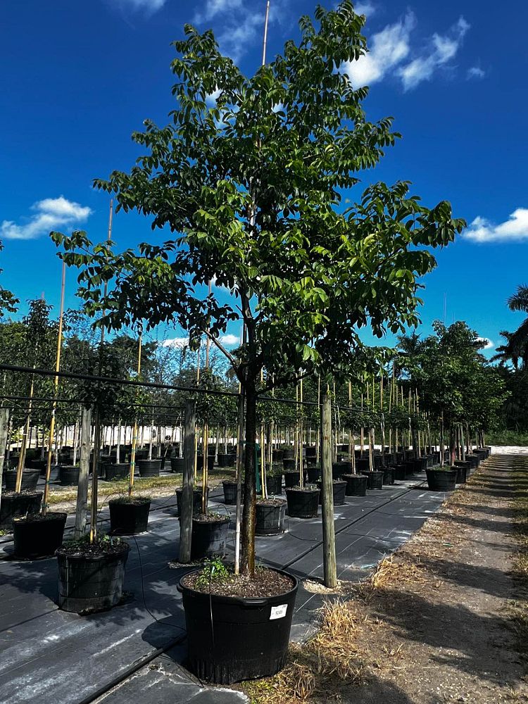 bursera-simaruba-gumbo-limbo