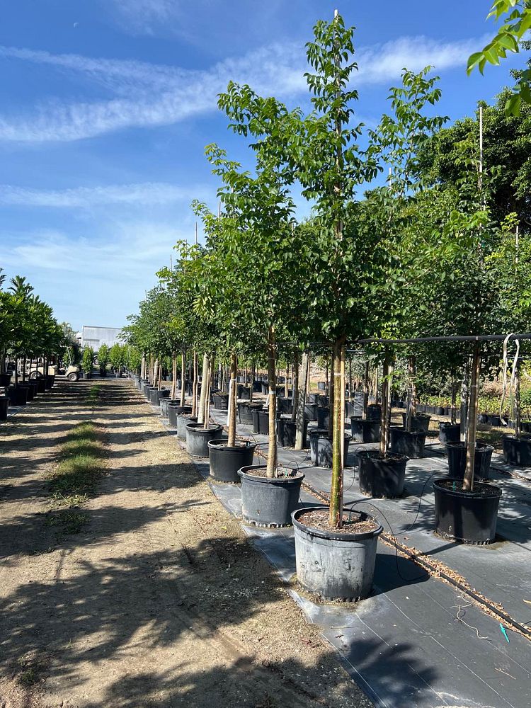 bursera-simaruba-gumbo-limbo