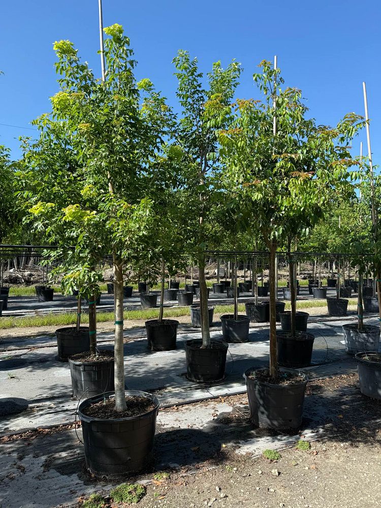 bursera-simaruba-gumbo-limbo
