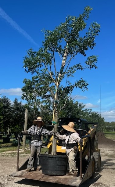 bursera-simaruba-gumbo-limbo