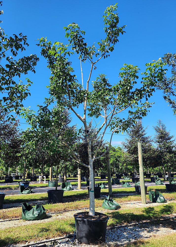 bursera-simaruba-gumbo-limbo