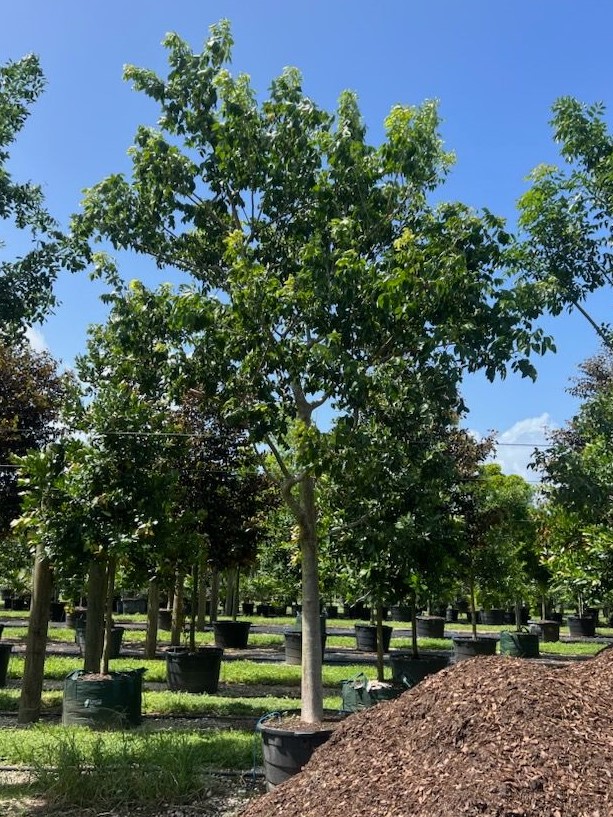 bursera-simaruba-gumbo-limbo