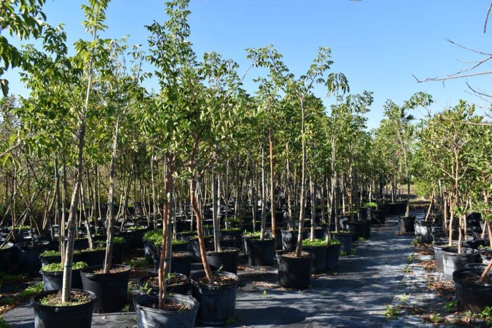 bursera-simaruba-gumbo-limbo