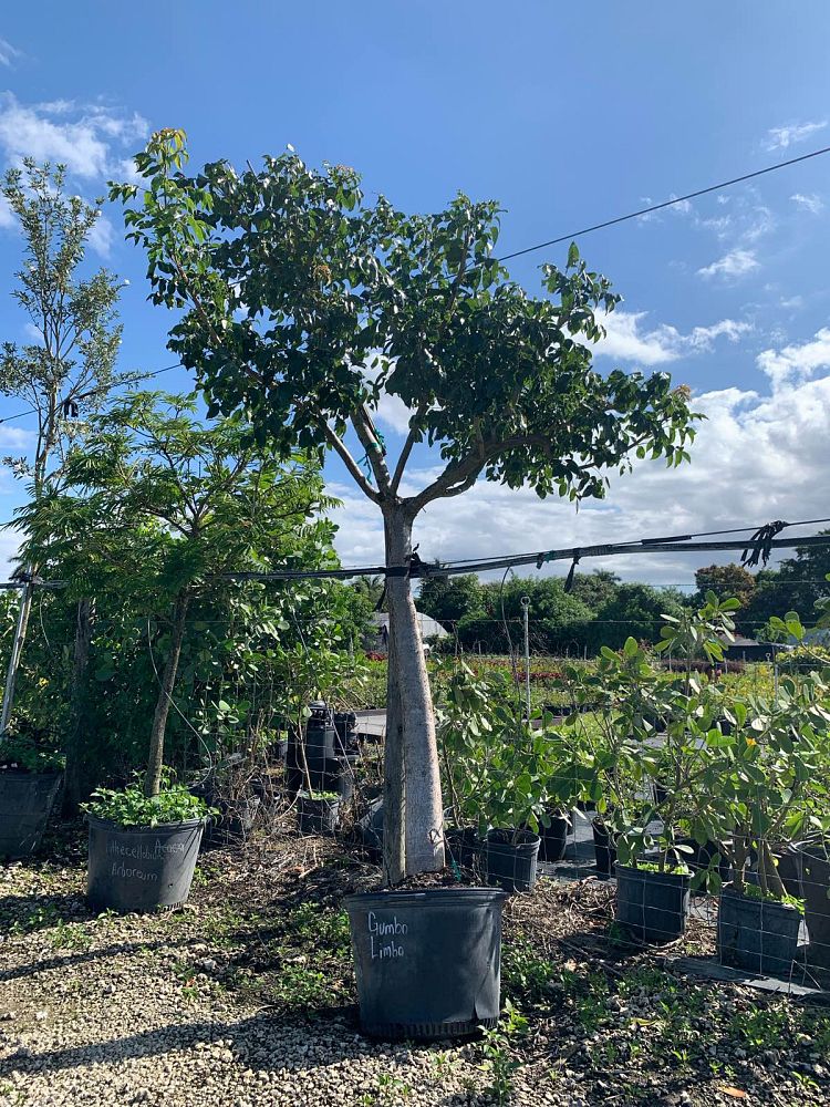 bursera-simaruba-gumbo-limbo