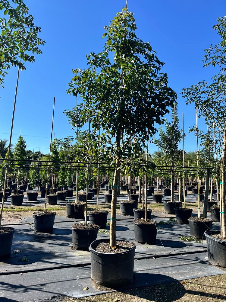 bursera-simaruba-gumbo-limbo