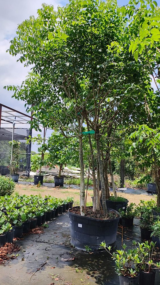 bursera-simaruba-gumbo-limbo