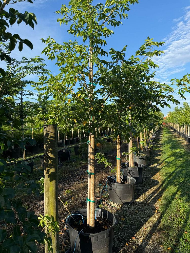 bursera-simaruba-gumbo-limbo