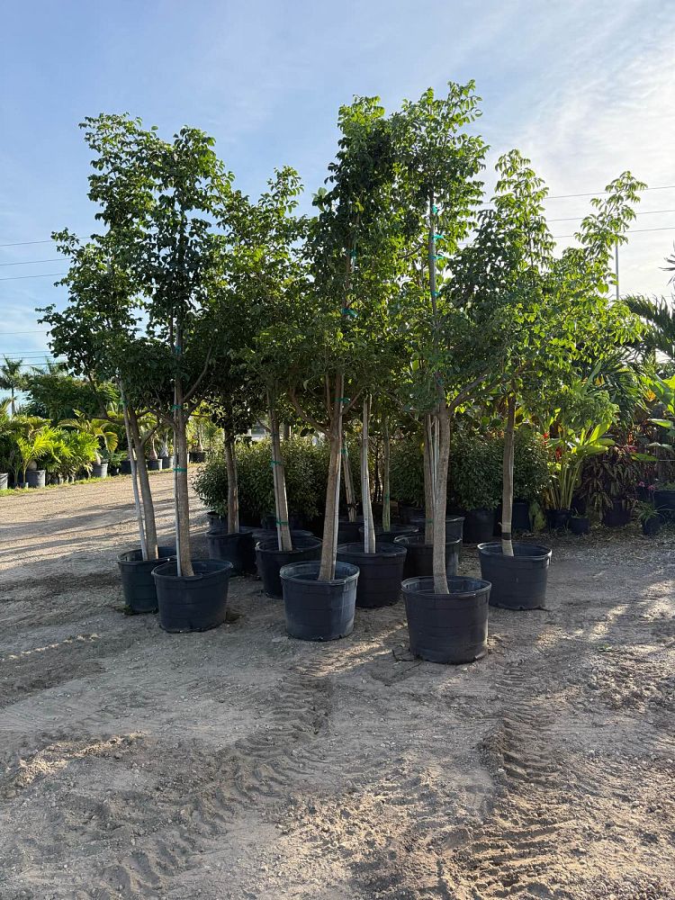 bursera-simaruba-gumbo-limbo
