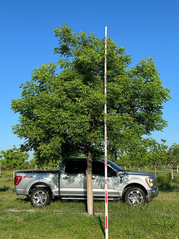 bursera-simaruba-gumbo-limbo