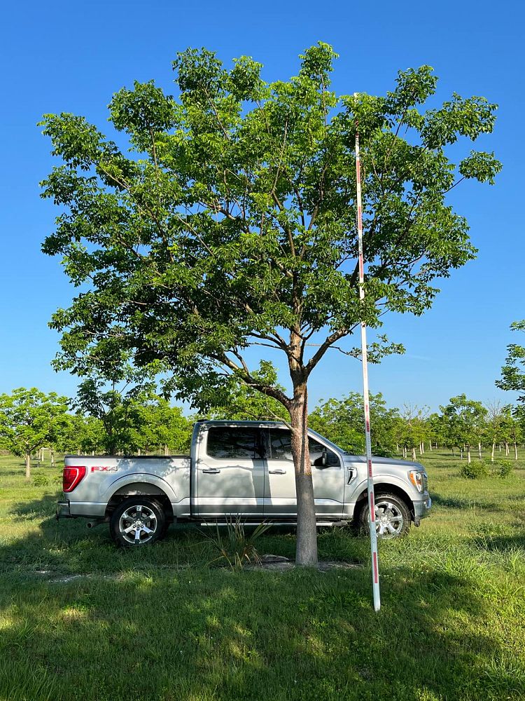 bursera-simaruba-gumbo-limbo