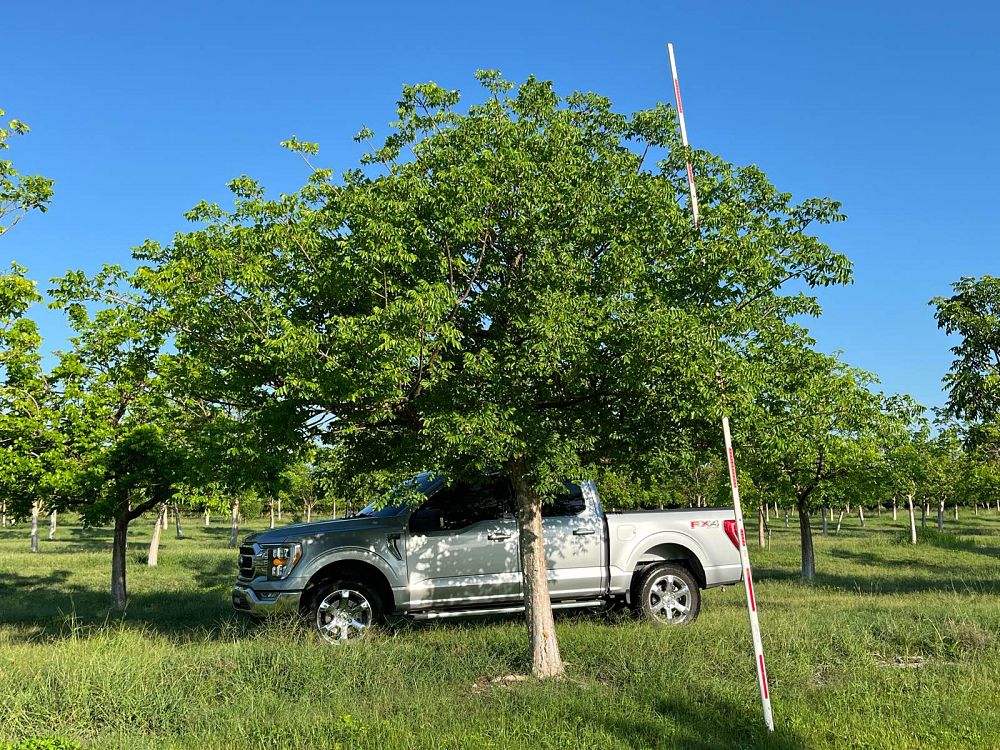 bursera-simaruba-gumbo-limbo