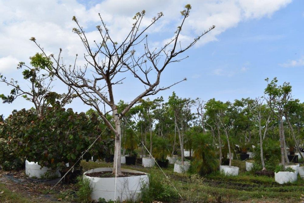 bursera-simaruba-gumbo-limbo