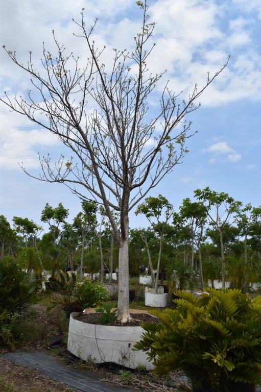 bursera-simaruba-gumbo-limbo