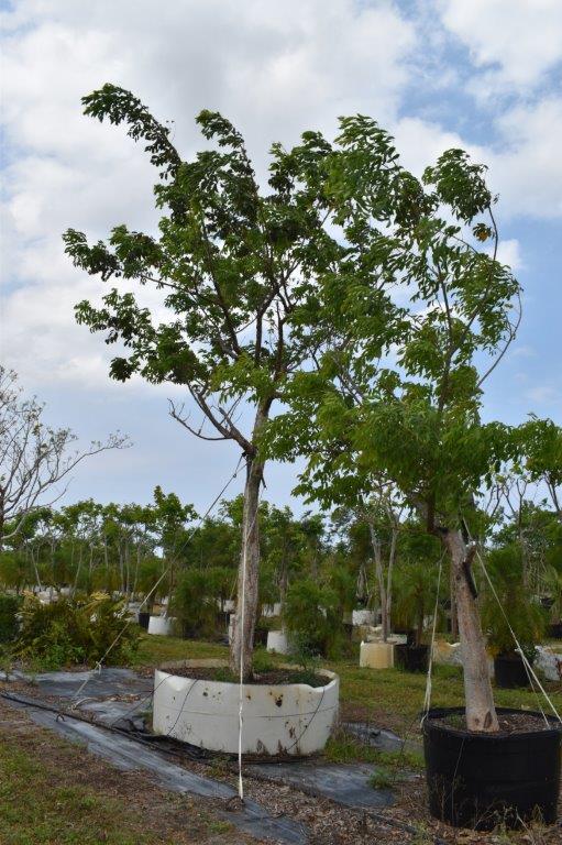 bursera-simaruba-gumbo-limbo