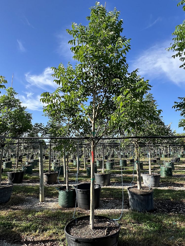 bursera-simaruba-gumbo-limbo