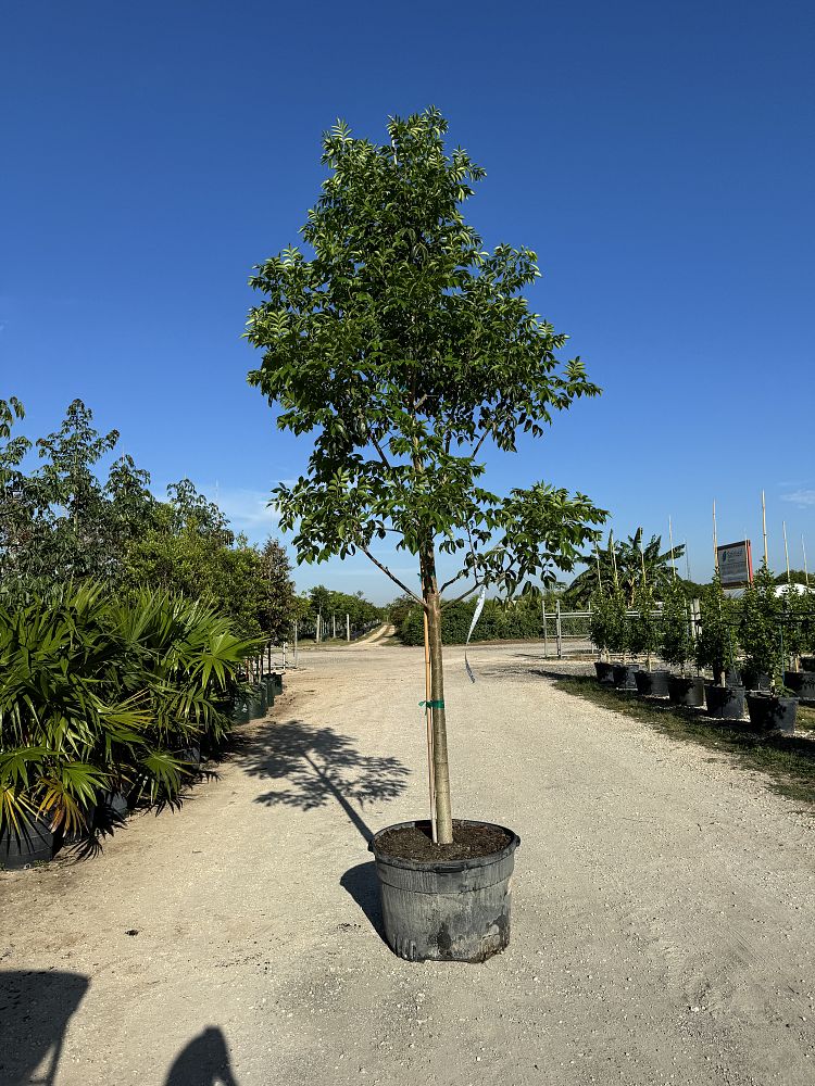 bursera-simaruba-gumbo-limbo