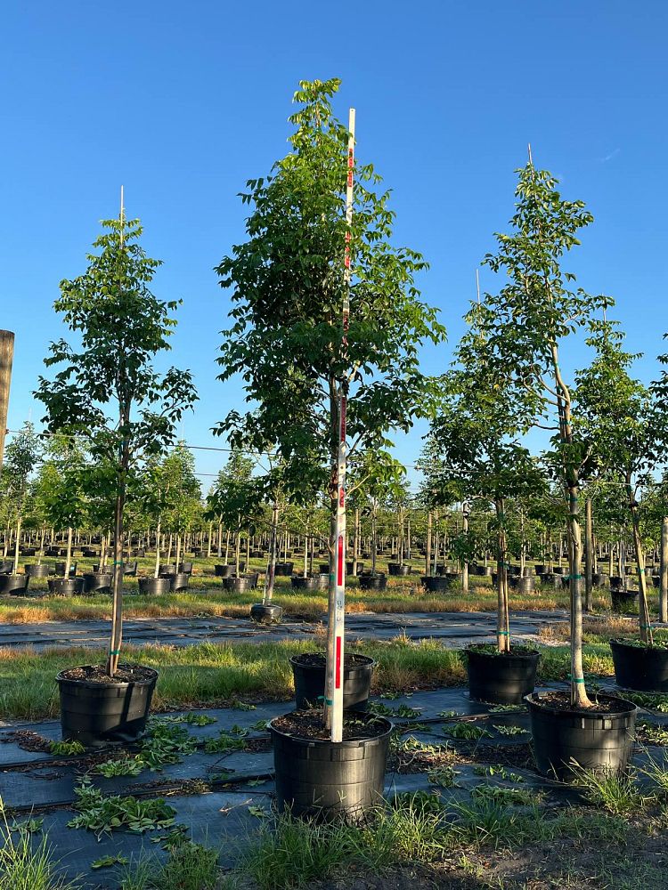 bursera-simaruba-gumbo-limbo