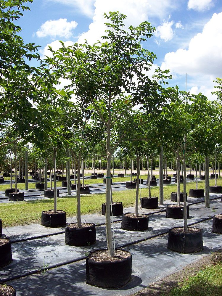 bursera-simaruba-gumbo-limbo