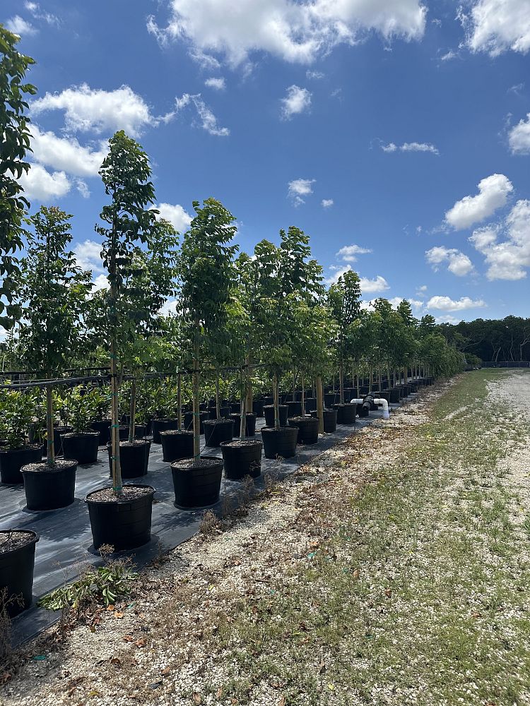 bursera-simaruba-gumbo-limbo