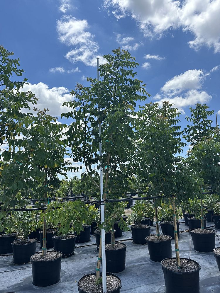 bursera-simaruba-gumbo-limbo