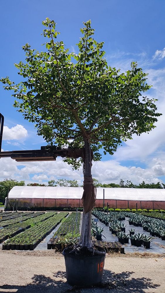 bursera-simaruba-gumbo-limbo
