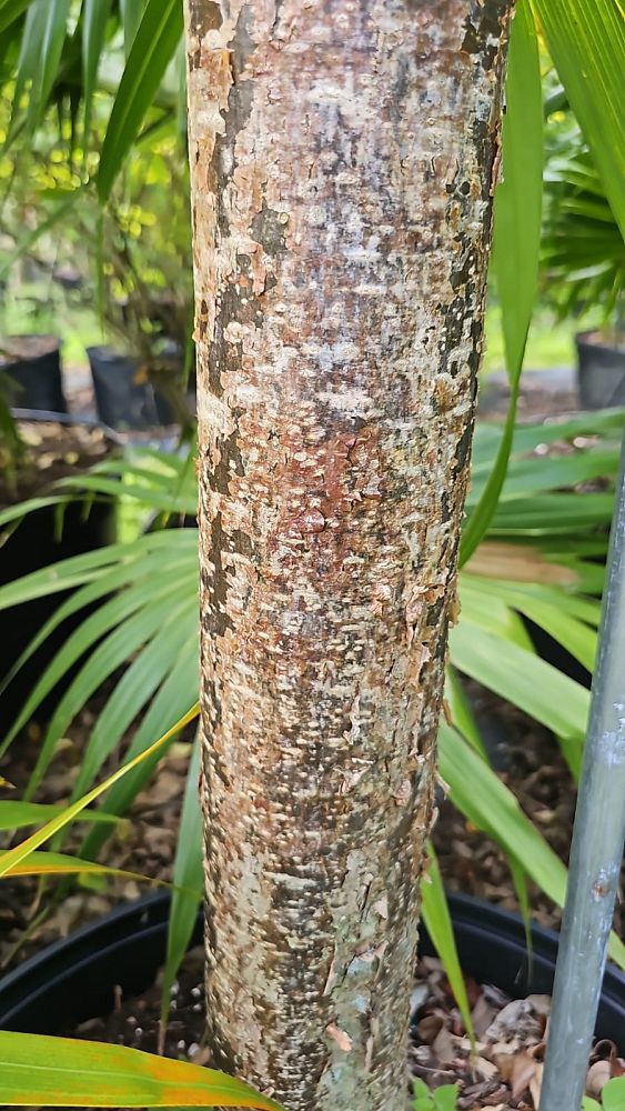 bursera-simaruba-gumbo-limbo