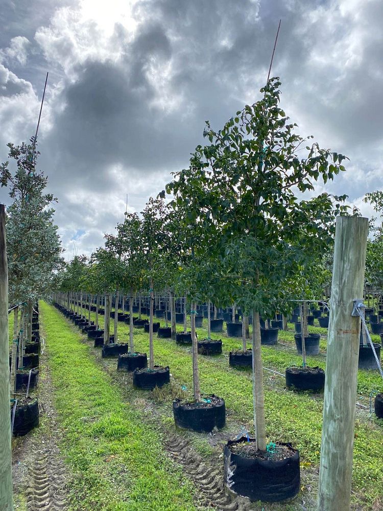 bursera-simaruba-gumbo-limbo