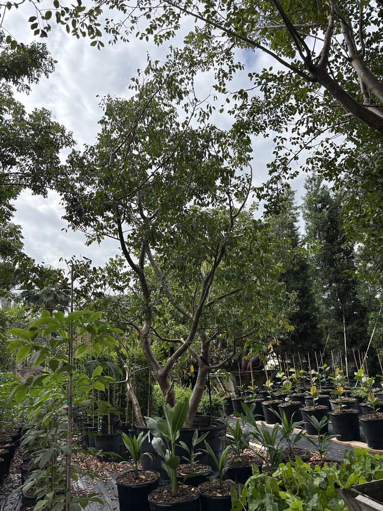 bursera-simaruba-gumbo-limbo