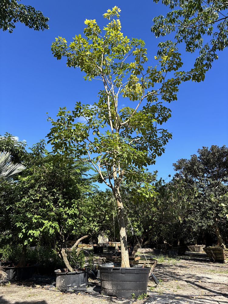 bursera-simaruba-gumbo-limbo